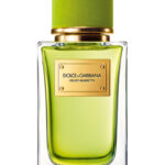 Dolce & Gabbana Velvet Mughetto