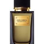 Dolce & Gabbana Velvet Black Patchuli